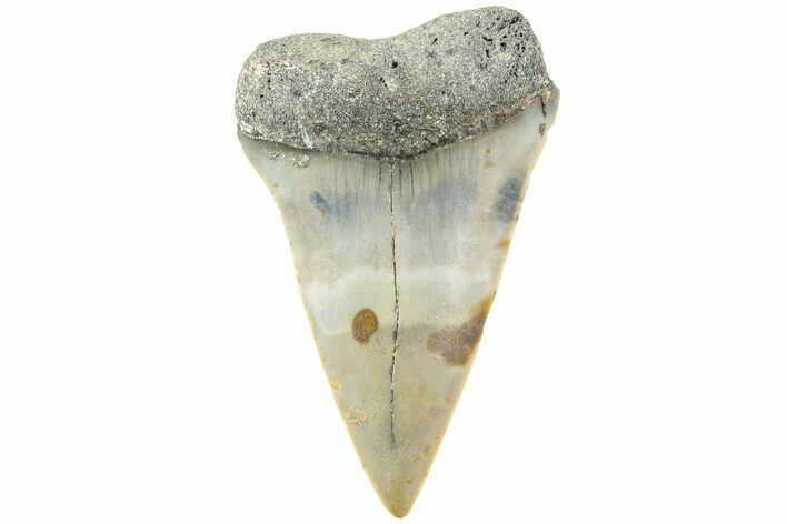 Fossil Broad-Toothed Mako Shark Tooth - North Carolina #235199